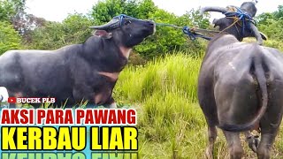 MENANGKAP KERBAU LIAR  harga kerbau 2021 [upl. by Dacy873]