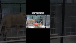 the liger has all the lion genes Part 18 ligers shorts youtubeshorts viralshorts [upl. by Asum257]