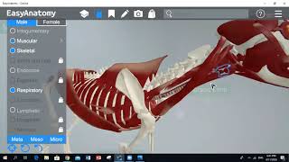 Hypaxial and Epaxial muscles Dog Anatomy  PART 1 [upl. by Eiramlatsyrk]