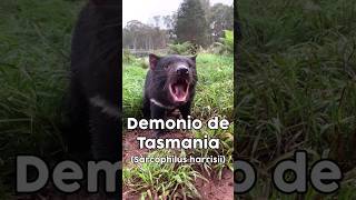 Demonio de Tasmania Sarcophilus harrisii animal animals marsupial tasmaniandevil [upl. by Budd]