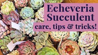 Echeveria Succulents  A Beginners Guide to Care amp Propagation [upl. by Anovahs]