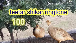 teetar tetar shikar awaaz  jungle teetar awaz  female teetar sound  francolin calling [upl. by Aytida]