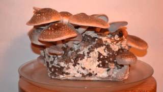 Shiitake Pilze mit Pilzkultur selber züchten  in nur 7 Tagen [upl. by Nelleeus12]