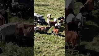 Same drone footage music drone reels shirts cattle dronevideo cattlefarm fyp cow viral [upl. by Edra]