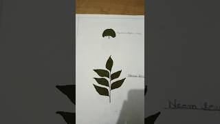 HERBARIUM FILE 🔥🥵trending biology leaves [upl. by Anavahs]