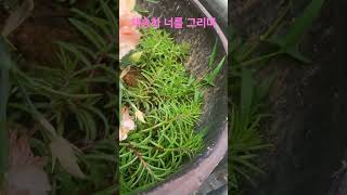 채송화 너를 그리며 flowers 꽂밭 채송화 경기고속 수안보온천 [upl. by Gwynne]