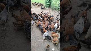 Day45 Murgi Farming 🐓 [upl. by Tisman55]