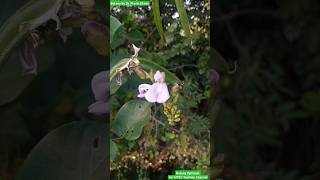 Canavalia gladiata  Sword Bean Belongs to Fabaceae Family fabaceae beans botany [upl. by Nnitsuj]