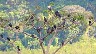 Aves de Venezuela  Aves de Barinas  Rey Zamuro  Sarcoramphus papa [upl. by Lunnete]