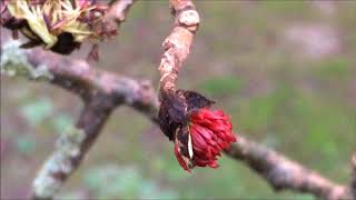 Persian ironwood Parrotia persica  flowers close up February 2018 [upl. by Odlaumor]