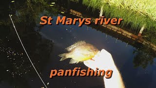 St Marys river panfishing [upl. by Clover455]