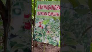 Ashwagandha plant [upl. by Amla136]