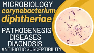 Corynebacterium diphtheriae pathogenesis  Corynebacterium diphtheriae microbiology  Diphtheria [upl. by Anon]