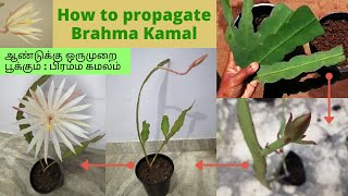 Brahma Kamal flower  caring and propagation  பிரம்ம கமலம்  terrace garden  Devis home garden [upl. by Ilsel969]