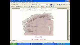 somatic sensory cortex [upl. by Annahoj71]