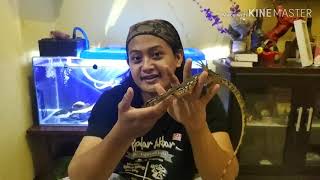 REVIEW VARANUS SALVATOR SUMBawa [upl. by Yoo]