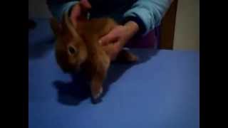 video conejo con encephalitozoonosis [upl. by Eiznyl]