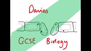 GCSE Biology 24 The Lungs and Gas Exchange [upl. by Razatlab651]