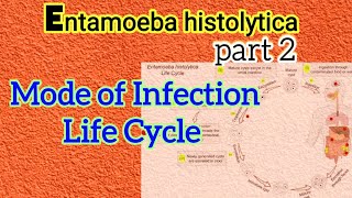 Life Cycle of Entamoeba histolytica  Mode of Infection of Amoebiasis  Parasitology [upl. by Brick]