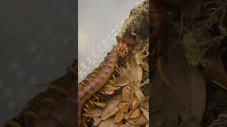 Scolopendra galapagoensis ‘Orange’ cleaning himself [upl. by Illib]