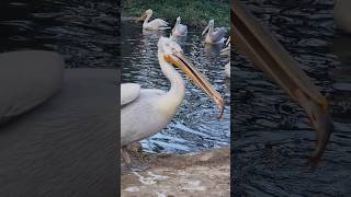 Pelicans Dinner Stolen at Vienna Zoo 🦩🍽️Pelican ViennaZoo ZooLife travel Placestovisit [upl. by Aseiram]