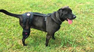 Orthodog Cruciate Care Knee Brace Review [upl. by Tchao242]