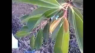 VIEW OF GROWING BLACK PLUM PLANT  ALLA NEREDU MOKKA [upl. by Halliday919]