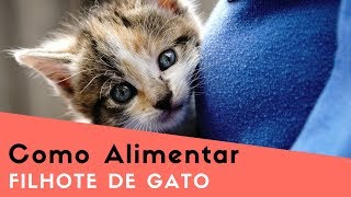 Como Alimentar Filhote De Gato [upl. by Dnomasor727]