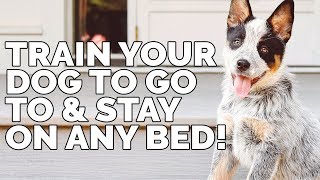 Train Your Dog to GO TO and STAY on Any Bed with Jeff Frawley [upl. by Onek]