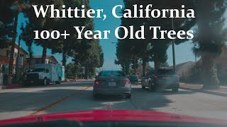 100 Year Old Trees Whittier California 101024 [upl. by Yzus492]