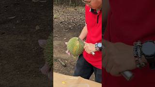 Durian Heaven Durian Cutting Master  Fruit Cutting Skills [upl. by Leonora96]