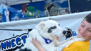 K9 Frisbee Catching Dog Show at Save the Manatee Fair [upl. by Ecirpac233]