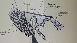 Tympanic Or Mastoid Antrum Anatomy [upl. by Zeculon]