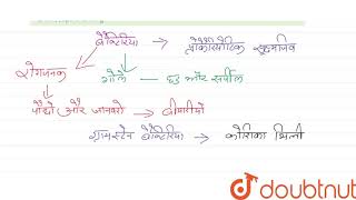 पादप रोगजनक जीवाणु अधिकांशतया होते हैं   12  PLANT DIVERSITY  BIOLOGY  ALLEN HINDI  Doubtn [upl. by Steele]