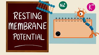 Resting Membrane Potential  Membrane Potential  RMP  Nerve Muscle Physiology [upl. by Leeke]