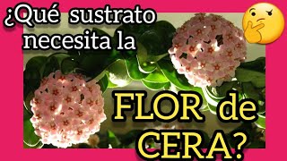 🔥🔥🔥 Sustrato IDEAL para hoya carnosa ❤️ Que tipo de SUELO necesita la planta flor de cera porcelana [upl. by Lehcor]