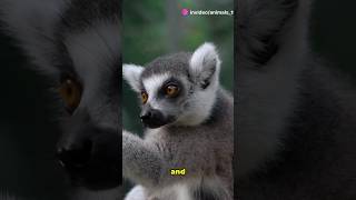 Meet the RingTailed Lemur Madagascars Iconic Primateshorts [upl. by Annim815]