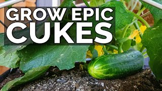 7 Tips to Grow Cucumbers in Containers [upl. by Aissila]