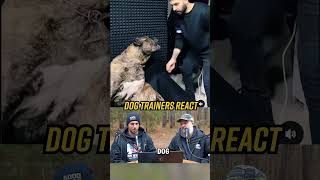 Guy Unnecessarily Agitates Cane Corso Dog reaction canecorso [upl. by Viviyan]