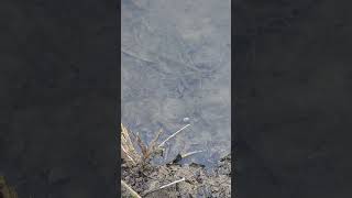 Western Mosquitofish eating a piece of cut worm Little White Oak Bayou [upl. by Miltie]