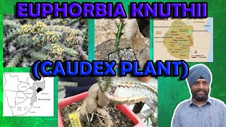 Euphorbia knuthii  caudex plant  succulent care [upl. by Acinorahs916]