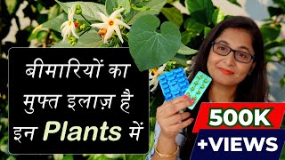 🔴💊 7 Medicinal Plants their uses for Healthy Life  Ayurvedic Plants gardening ayurvedicplants [upl. by Dlanar]