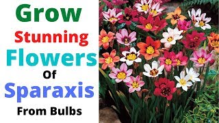 Sparaxis  Grow Stunning Flowers Of Sparaxis From Bulbs  Harlequin Flowers [upl. by Casilda]