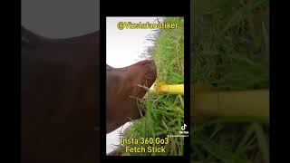 Magyar Vizsla Loki Insta360 hund shortvideo puppy funny insta360 Audiofire lizenzfreie Musik [upl. by Wonacott620]