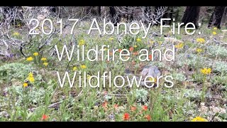 Wildflowers of the Abney Fire Three Years Later [upl. by Ladew694]