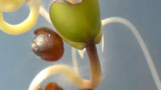 Broccoli seed germination timelapse [upl. by Artema907]