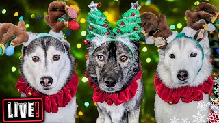 My Dogs Open Gifts LIVE Over 500 Cards Annual Christmas Card Exchange [upl. by Ziwot]