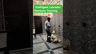 Intelligent Labrador Retriever Training 💯 session 495 shorts [upl. by Plossl737]