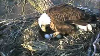 Male Eagle Leaving Nest Decorah Iowa 32511 [upl. by Lina]