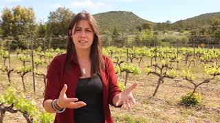 What is wine in Languedoc Roussillon France like [upl. by Kathye453]